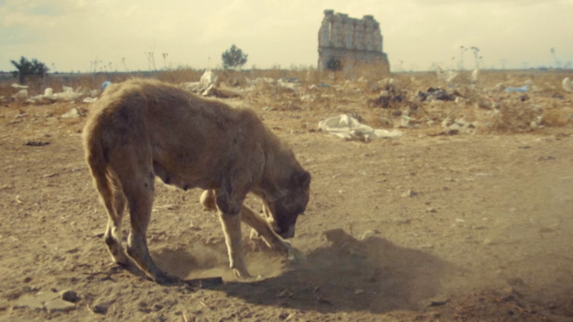  Köpekler ve Toz görsel 0