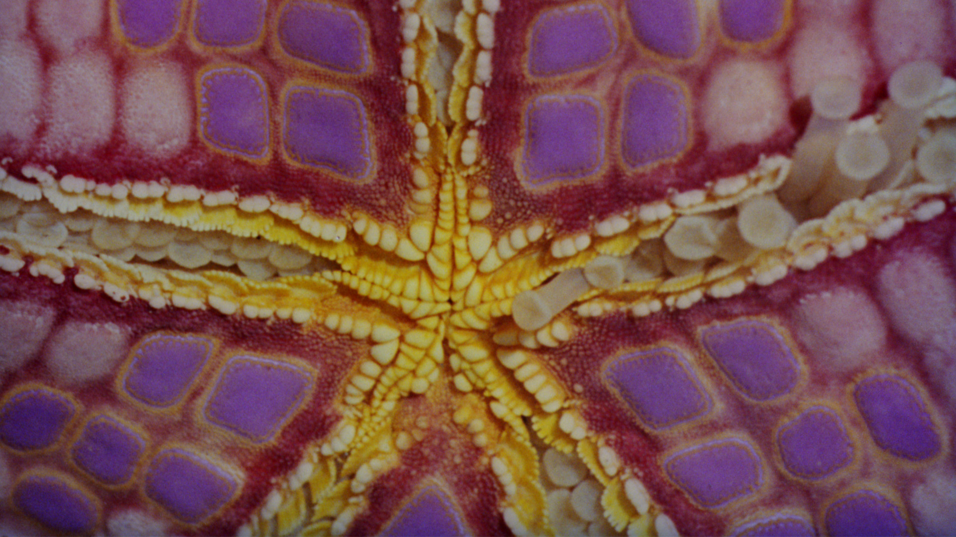 Büyük Set Resifi görsel 2