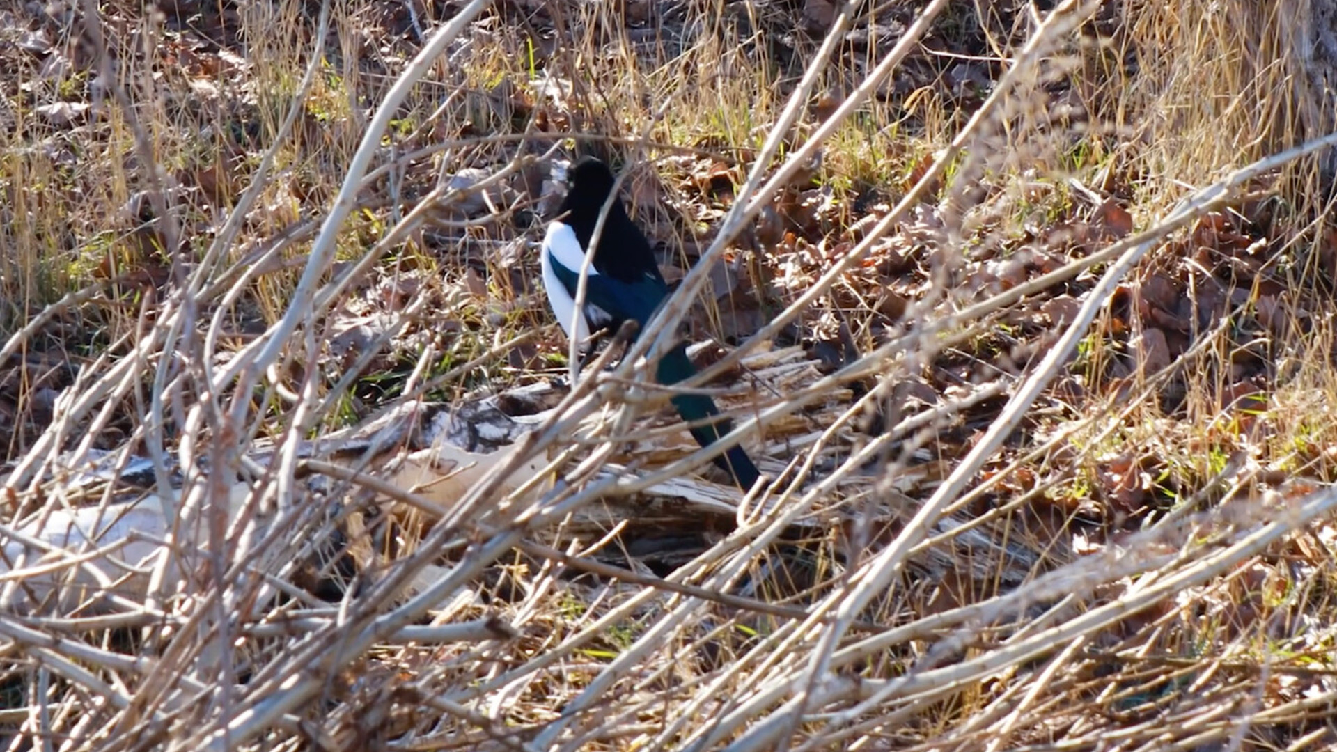 Hangi İnsan Hakları? Film Festivali9