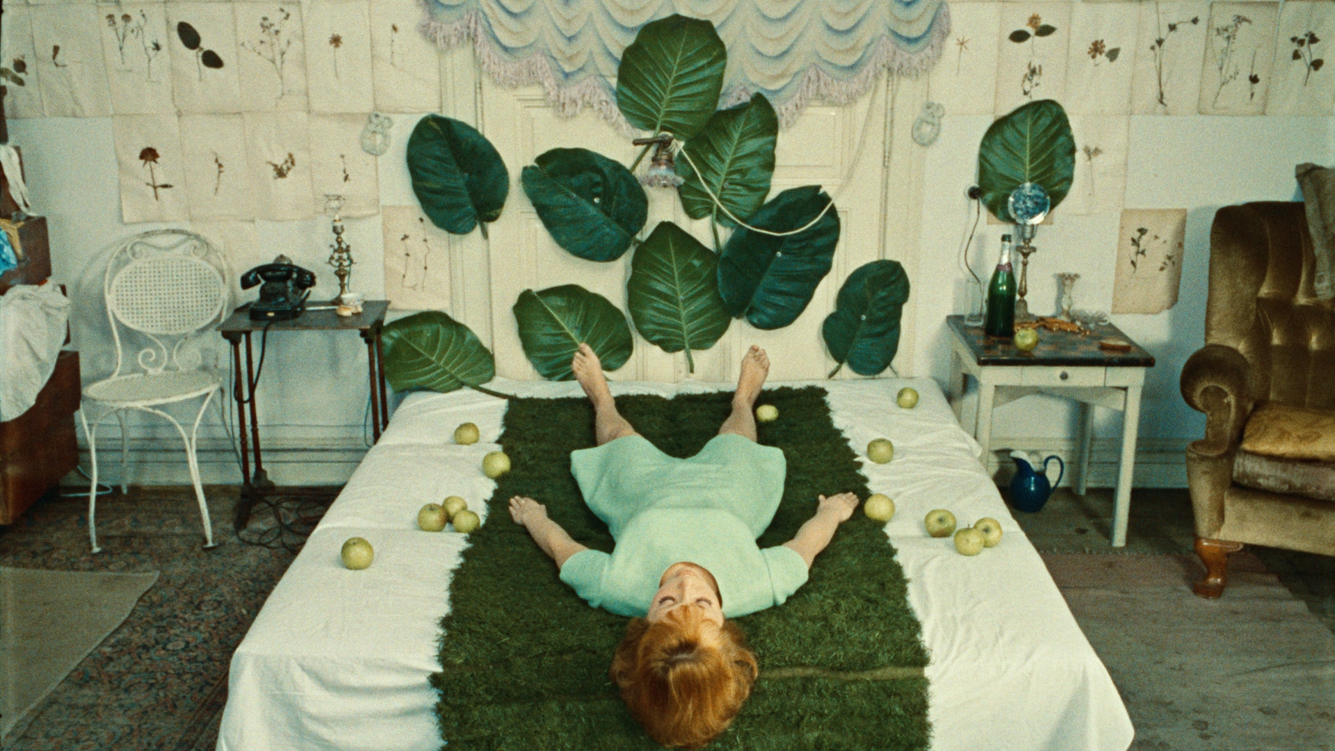 Papatyalar görsel 3